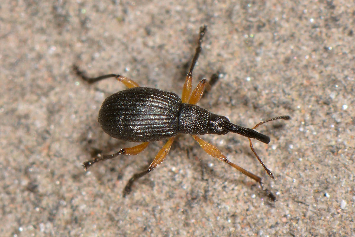 Apionidae: Protapion sp?   Sì,  Protapion apricans